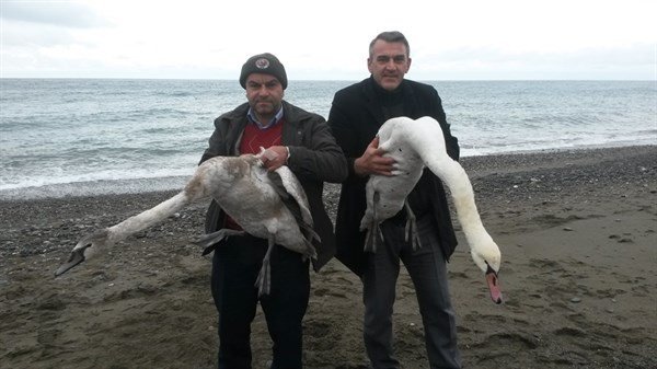 Yaralı Kuğular Tedavi Altına Alındı