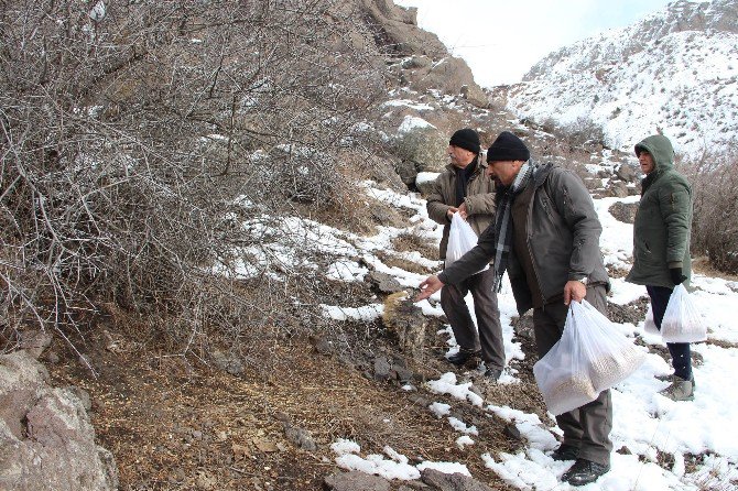 Oltulu Doğaseverler Doğaya Yem Bıraktı