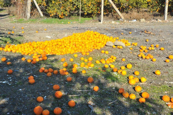 Dalında Kalan Tonlarca Mandalina Çürüdü, Üretici Perişan