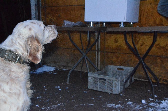 Köpeği Aç Kalmasın Diye Zaman Ayarlı Makine Yaptı