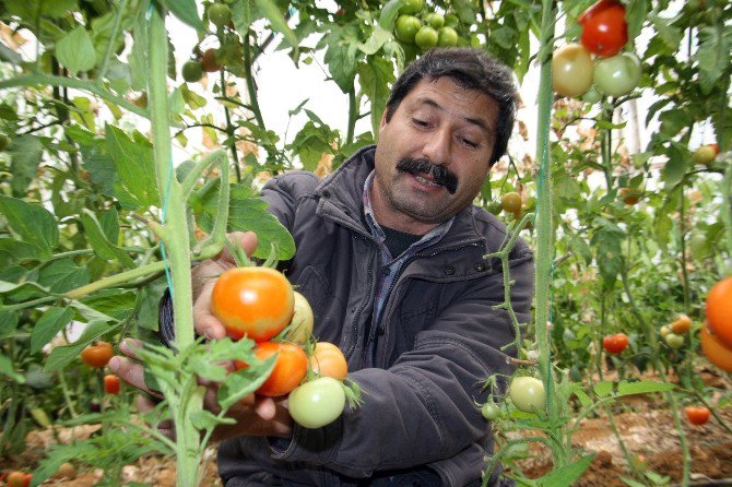 Antalya’da Örtü Altı Domatesi Tobacco Mosaic Virüsü Vurdu