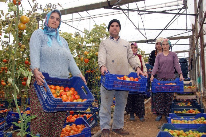 Antalya’da Örtü Altı Domatesi Tobacco Mosaic Virüsü Vurdu