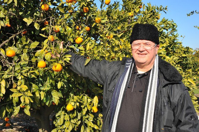 Dalında Kalan Tonlarca Mandalina Çürüdü, Üretici Perişan