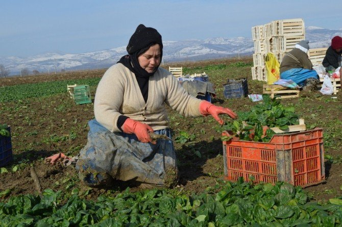 Önder Çiftçiler Geliyor