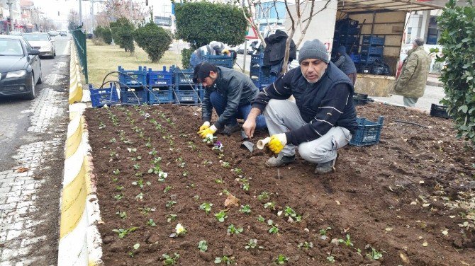 Kışlık Çiçek Dikimleri Devam Ediyor