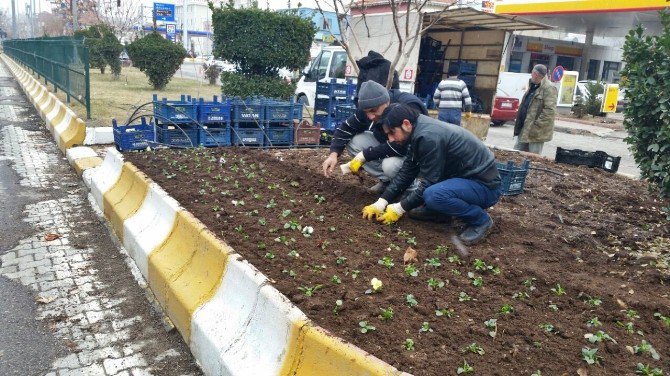 Kışlık Çiçek Dikimleri Devam Ediyor