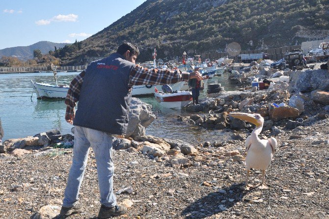 ’Pelikan Abbas’ Gazipaşa Limanının Maskotu Oldu