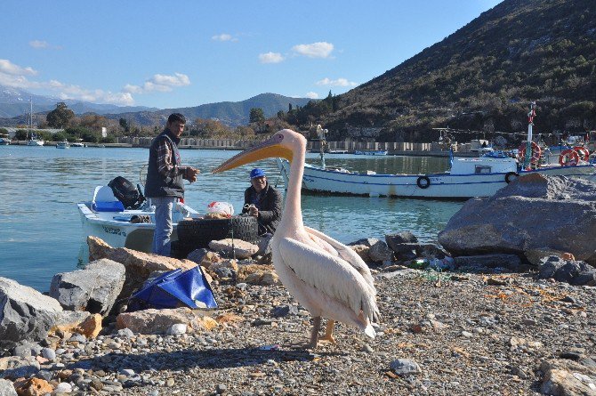 ’Pelikan Abbas’ Gazipaşa Limanının Maskotu Oldu