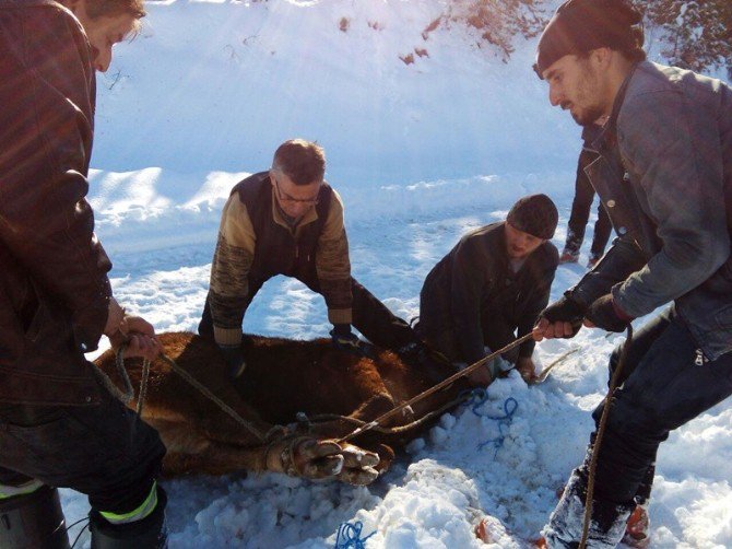 Firar Eden İthal Sığırlar, 3 Gün Sonra Uyuşturucu İğne İle Yakalandı