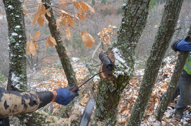 Kütahya’da ’Kestane Kanseri’ İle Mücadele