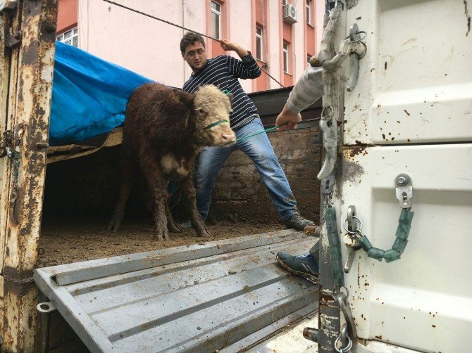 Kastamonu Cide’de Çiftçilere 18 Adet Sığır Hibe Edildi