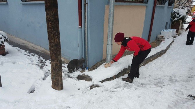 Dak Kaldığı Yerden Devam Ediyor