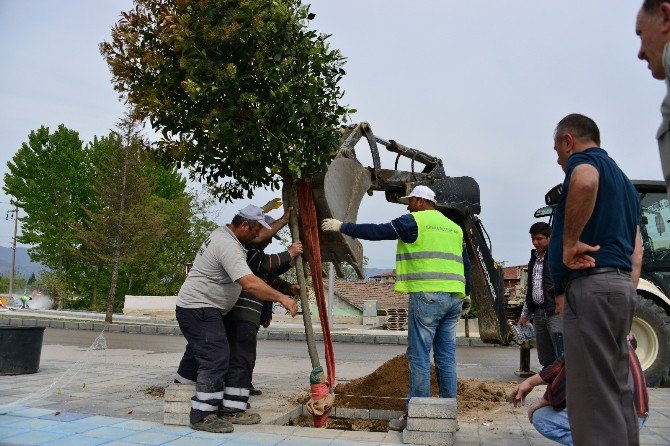 Erbaa Belediyesi 600 Ağaç Dikti