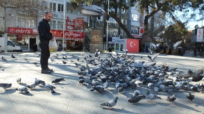 Burhaniye’de Güvercin Sevenlerin Sayısı Arttı