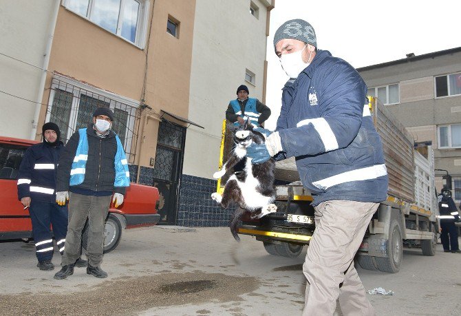 Çöp Evdeki Kedilere Belediye Şefkati