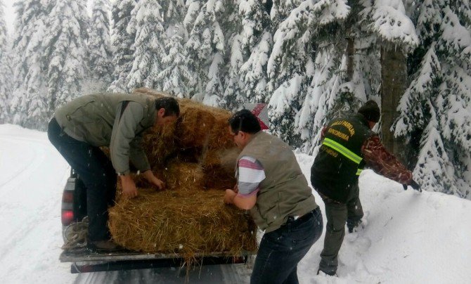 Kastamonu’da Yaban Hayvanları Yemleniyor