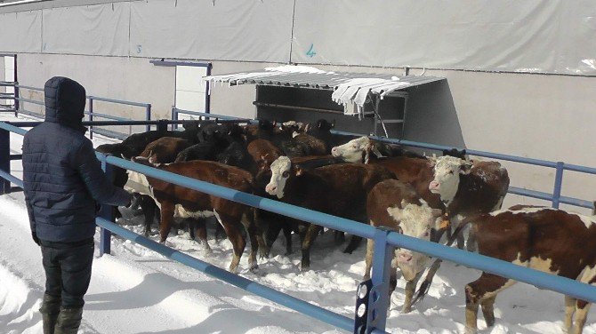 Kulu’da Genç Çiftçilere Düve Dağıtımı