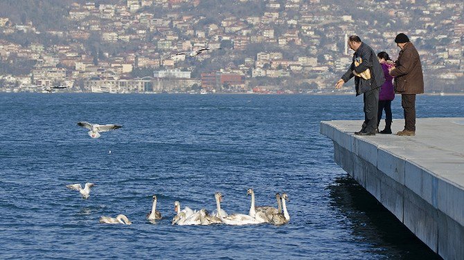 İstanbul Boğazı’nın Yeni Misafirleri Kuğular Oldu.