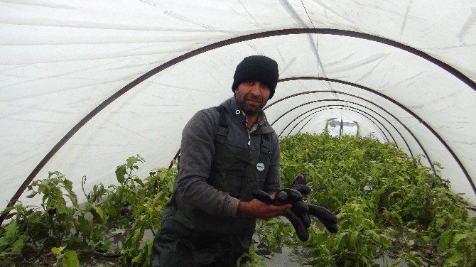 Mersinli Çiftçilerin Seralarda Tekne Ve Kayıkla İmtihanı