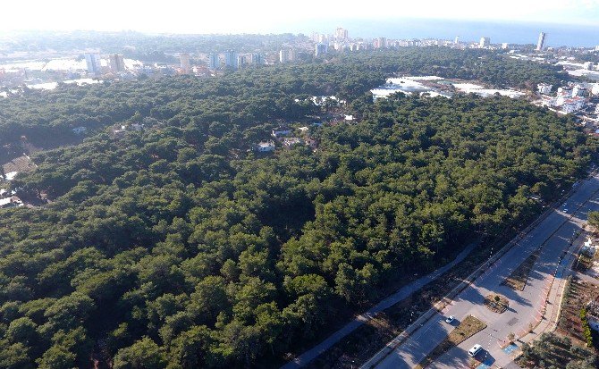 Muratpaşa Belediyesi’nden Obruk Ormanı İmar Planı Çalışması