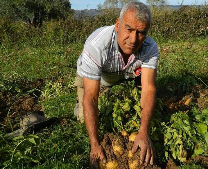 Patates Üreticisini Sevindirdi