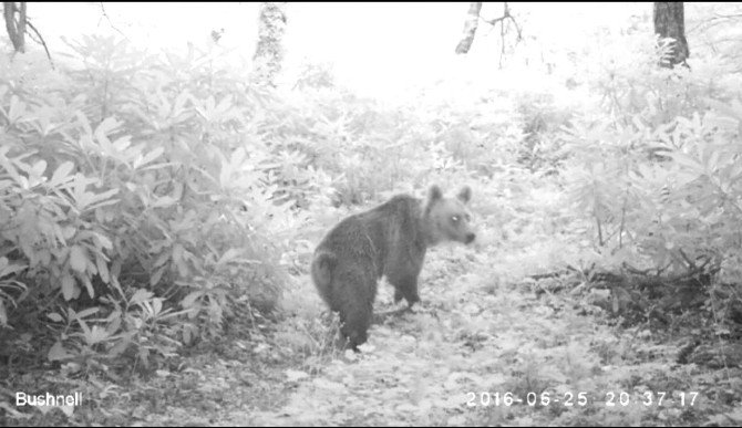 Gümeli Tabiat Anıtı’nda Fotokapanla Yaban Hayvanları Görüntülendi