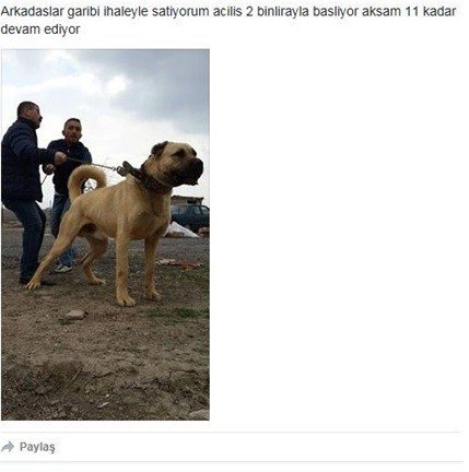 Köpeğe Eziyete 2 Bin 121 Tl Para Cezası