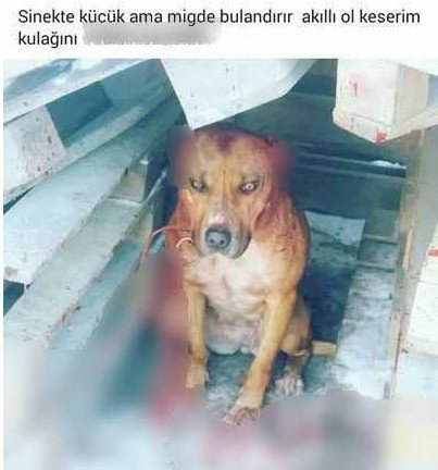 Köpeğe Eziyete 2 Bin 121 Tl Para Cezası