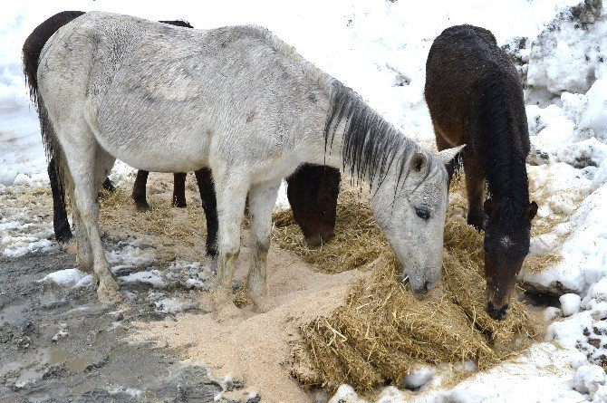 Büyükşehir Belediyesi, Yaban Hayvanları İçin Doğaya Yem Bıraktı