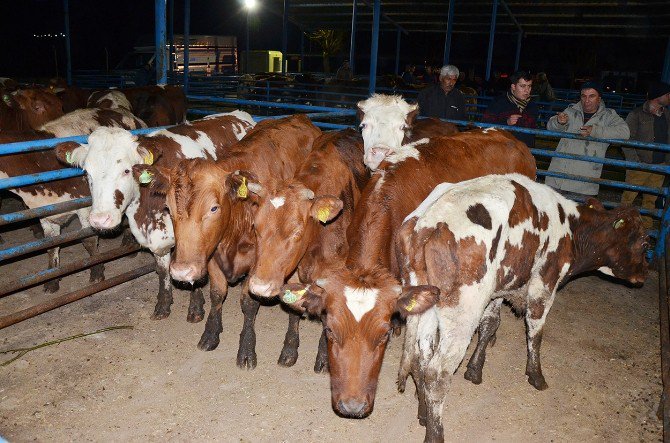 Milas’ta Genç Çiftçilere Büyükbaş Hayvan Desteği