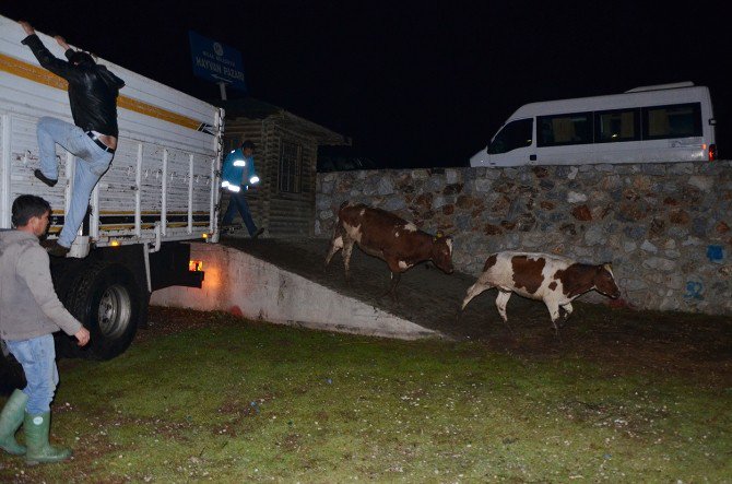 Milas’ta Genç Çiftçilere Büyükbaş Hayvan Desteği