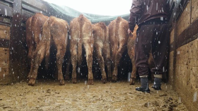 Pınarbaşı’nda Çiftçilere 24 Sığır Hibe Edildi