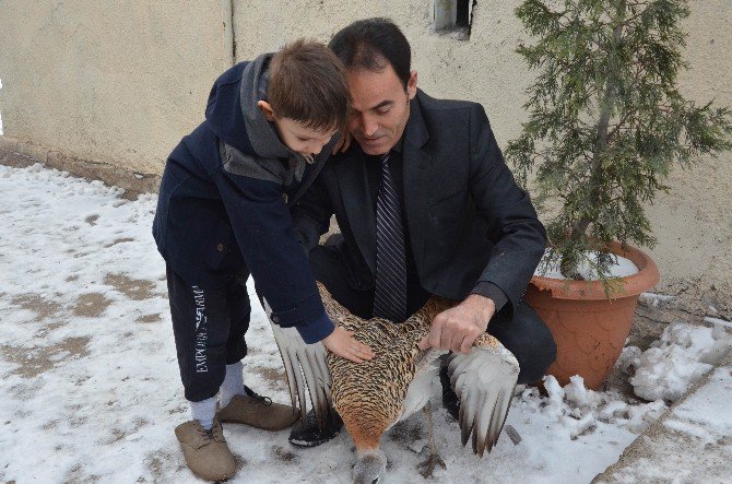 Nesli Tehlike Altındaki Kuş Yaralı Olarak Bulundu