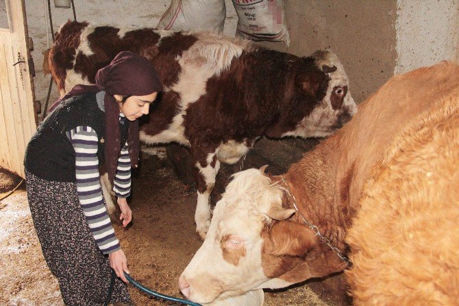 Çemişgezekli Ayşenur Türkiye 3’üncüsü Oldu