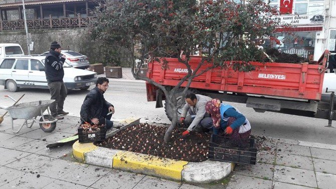 Akçakoca Baharı Lalelerle Karşılayacak