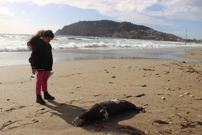 Alanya’da Ölü Akdeniz Foku Sahile Vurdu