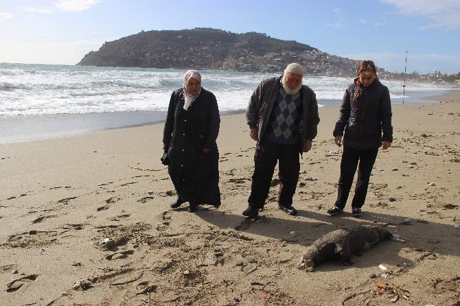 Alanya’da Ölü Akdeniz Foku Sahile Vurdu