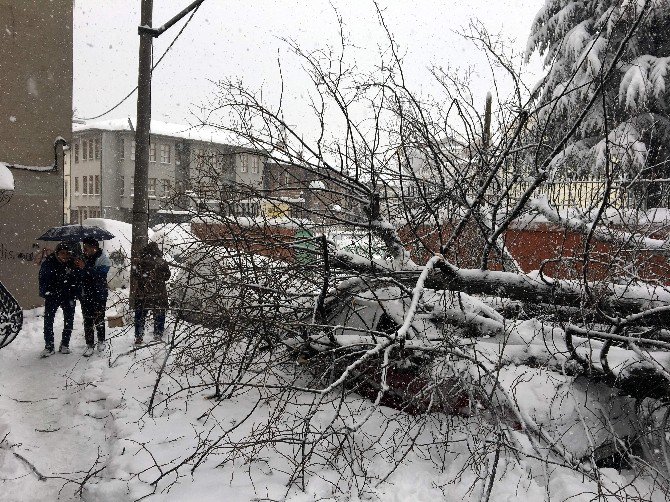 Bursa’da Yoğun Kar Asırlık Ağacı Yıktı, Tramvay Seferleri Güçlükle Yapılabiliyor...