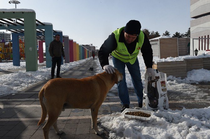 Uşak’ta Sokak Hayvanları Unutulmadı