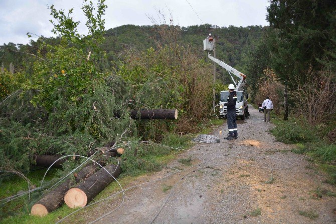 Fırtına Elektrik Telleri Koparıp Ağaçları Devirdi