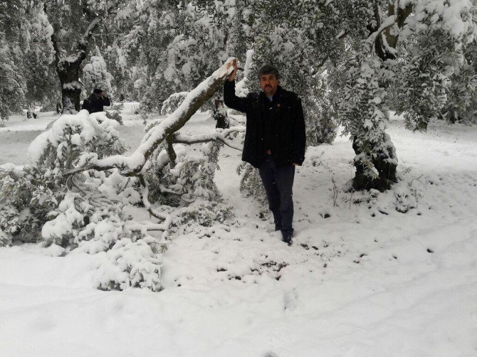 Kar Zeytin Ağaçlarını Kırdı