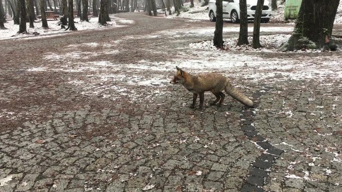 İstanbul’da Karda Aç Kalan Tilki Vatandaşın Yanına Geldi