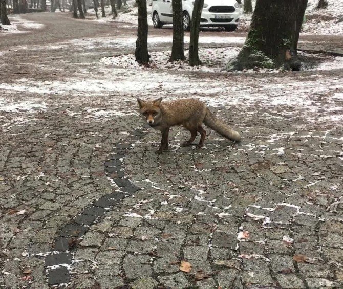 İstanbul’da Karda Aç Kalan Tilki Vatandaşın Yanına Geldi