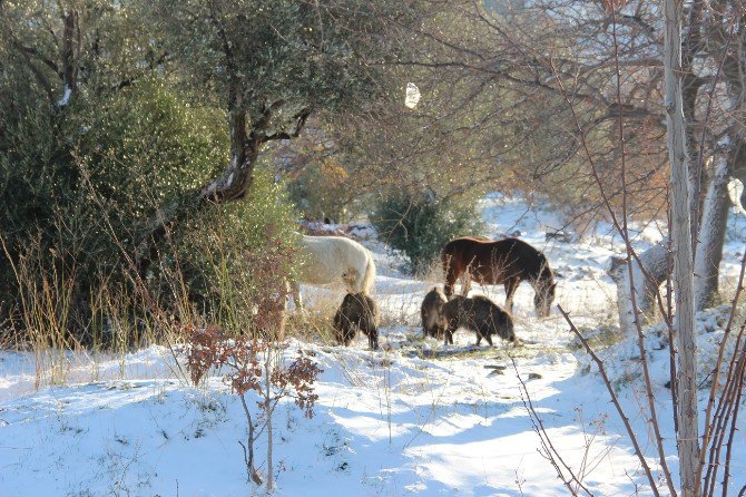 Foça’da Domuz Sürüsü Şehre İndi