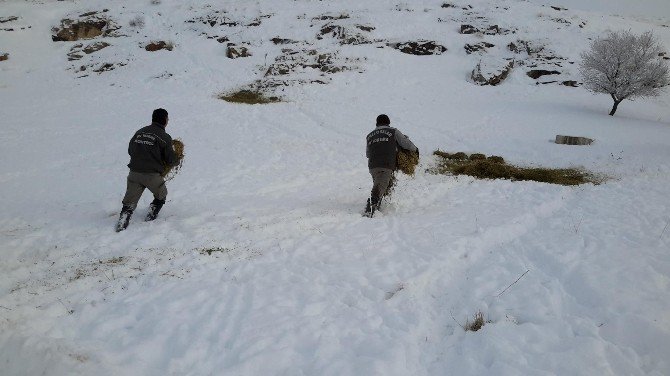 Konya’da Anadolu Yaban Koyunlarına Yem Takviyesi