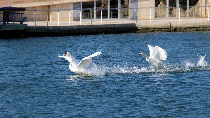 Batıda Kara Kış, Samsun’da Yazdan Kalma Gün