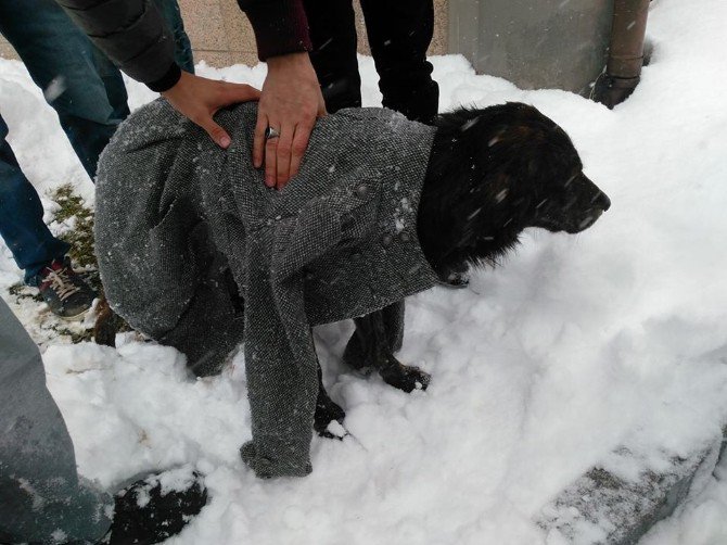 Donmak Üzere Olan Köpeği Kendi Montuyla Isıtmaya Çalıştı