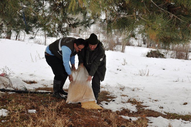 Bilecik’te Yaban Hayvanlar İçin Doğaya Yem Bırakıldı