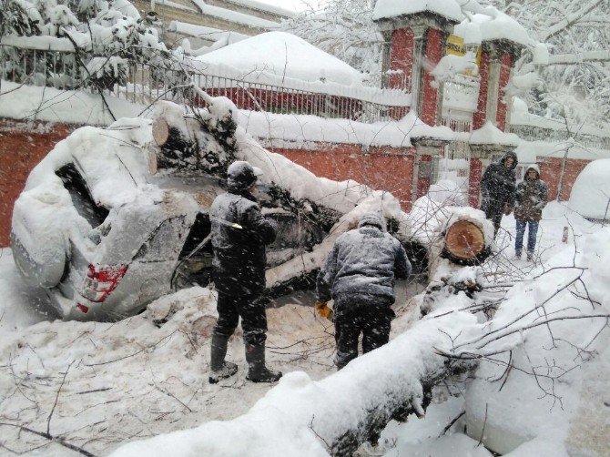 Karın Ağırlığına Dayanamayan Ağaç Araçların Üzerine Devrildi