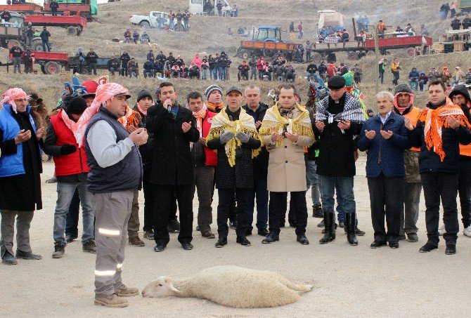 Denizli’de 33’üncü Deve Güreşleri Festivali